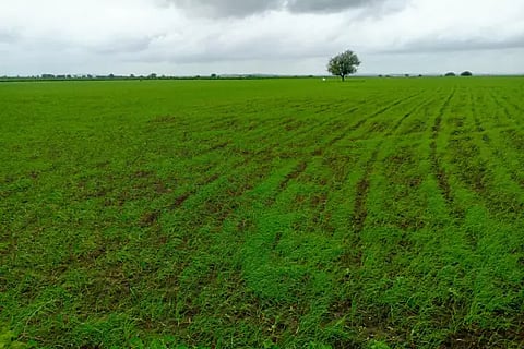 Garlic Crop in Ranebennur