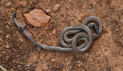Havalada_Snake