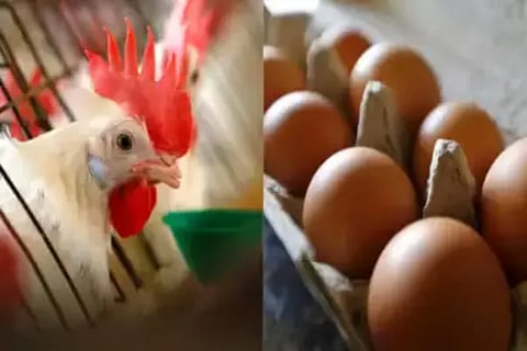 Hen Egg