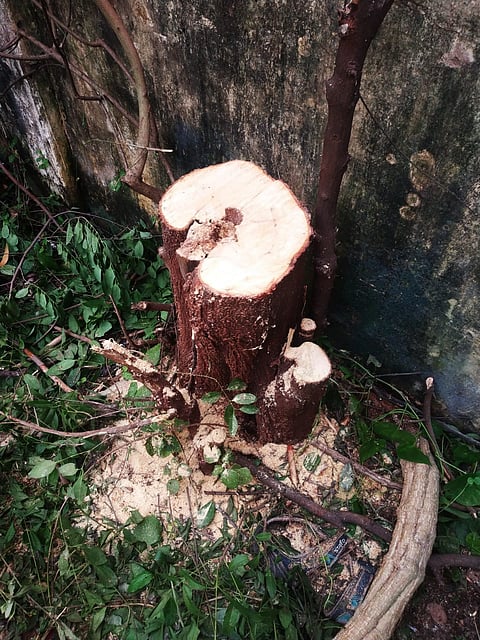 IMG-20240823-WA0201