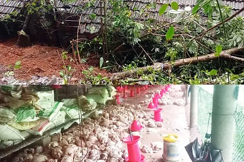 Ism_chicken farm