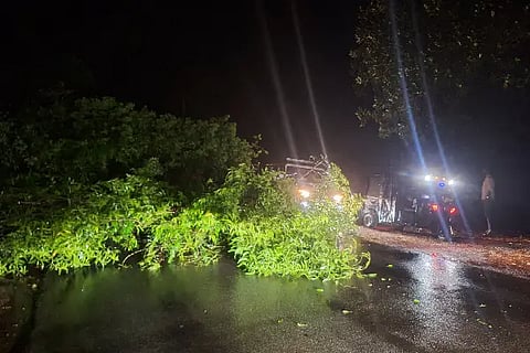 Ism_Tree fall