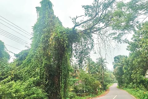 Ism_tree Theravu
