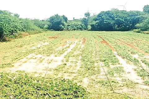 Jagaluru, rain, peanuts, waterlogged,