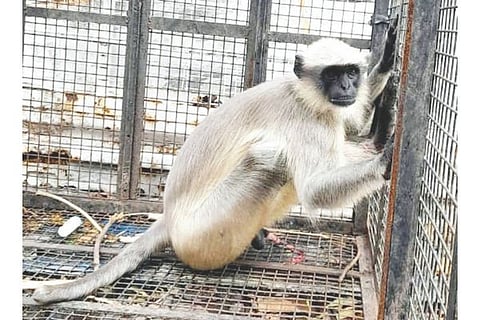 Kampli Monkey