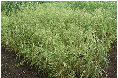 Karnataka univarcity Crop webp
