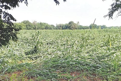 Kudlgi Rain