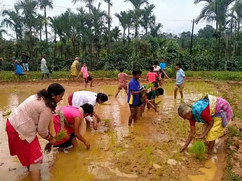 MDG paddy