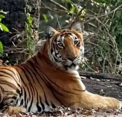 MDG tiger