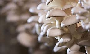 Mashroom