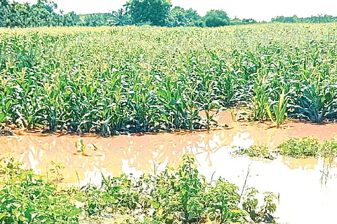 Mayakonda, Maize, Water,