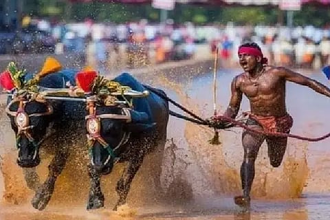 Mbd_Kambala 1