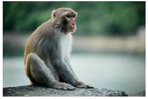 Monkey attack in guttal