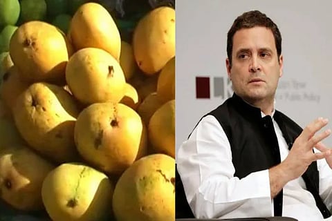 Rahul Gandhi Mangoes