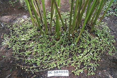 Reduced cardamom in Kodagu