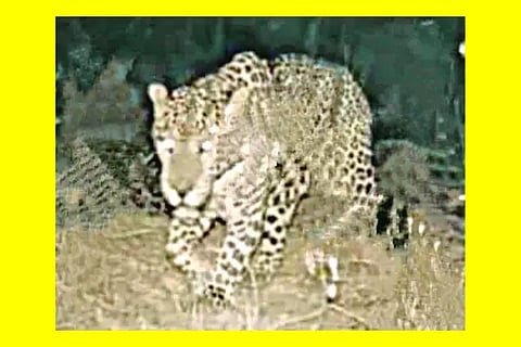 Sasvehalli, Cheetah, Pratyaksha,