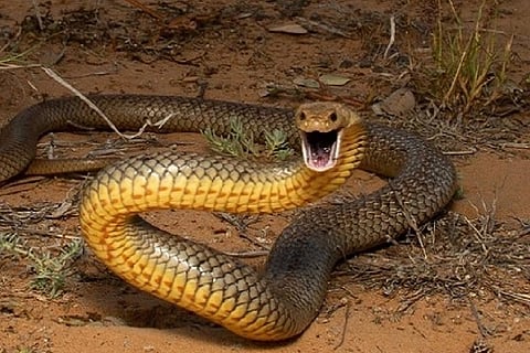 Snake bite