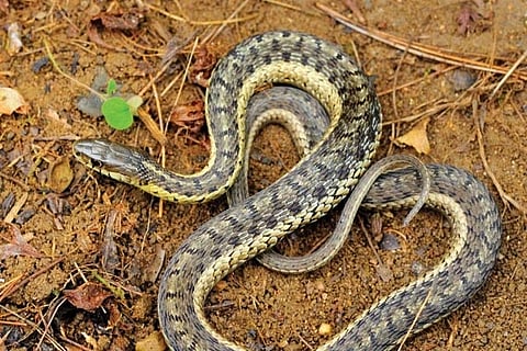 Snake