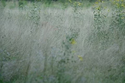 Spot the Deer 1