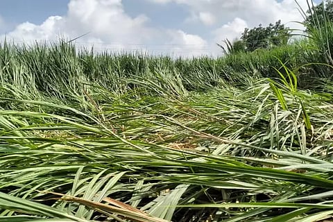 Sugarcane crop damaged by rain and wind