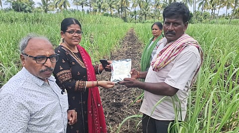 Sugarcane crop inspection Mandya