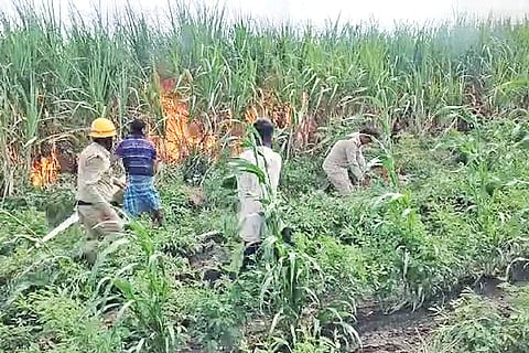 Sugarcane crop on fire