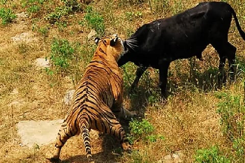 TIGER ATTACK