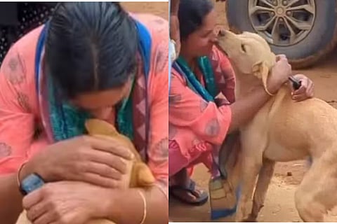 Viral Video Shows Dogs Reunion With Owner 6 Days After Wayanad Landslides