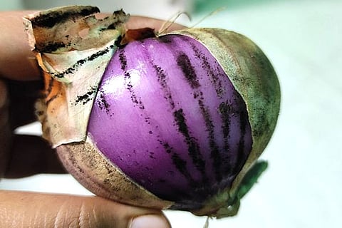 black spot on the onion