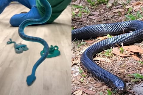 blue color viper snake trending viral video