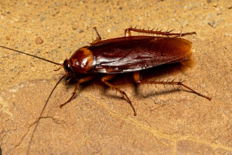 cockroaches