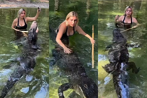 crocodile