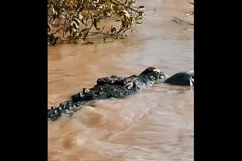 crocodile 4