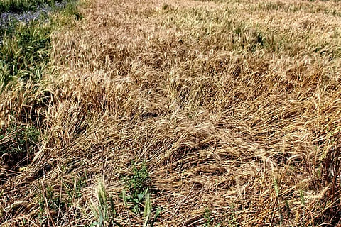 crop loss