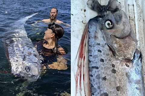 doomsday fish