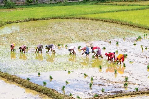farmers