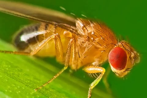 fly