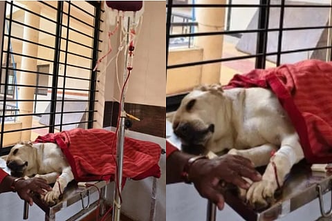 koppla dog
