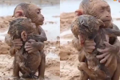 monkey viral