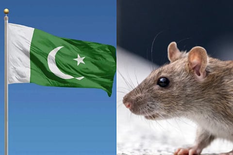 pakistan plan to employ cats to hunt rats inside its parliament