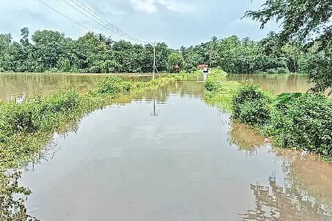 palimar