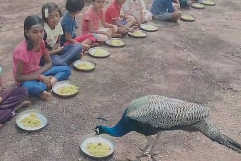 peacock (1)