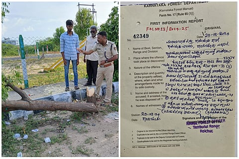 raichur forest fir