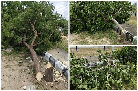 raichur tree cut