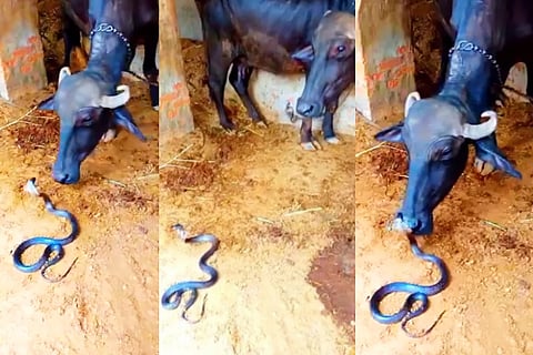 snake attack buffalo