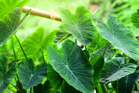 taro leaf