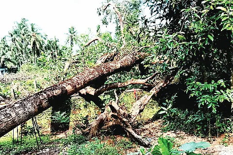 tree