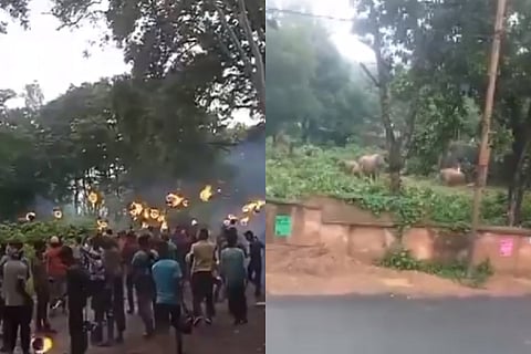 west bengal elephant