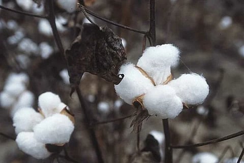 cotton crop