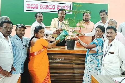 30-MDG SEEDS